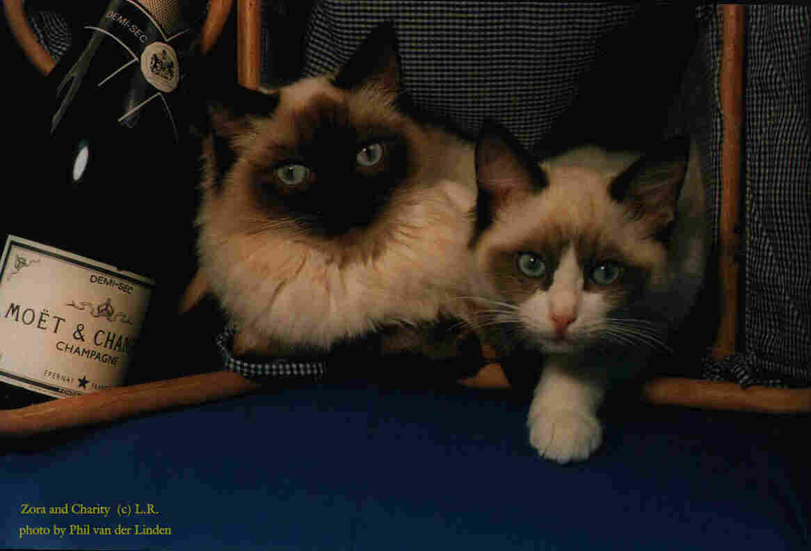 lonerock ragdolls